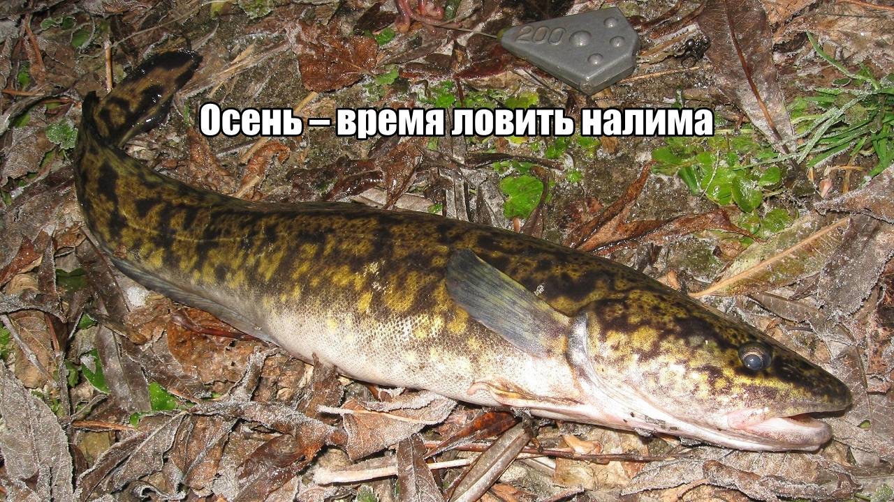 Осень – время ловить налима