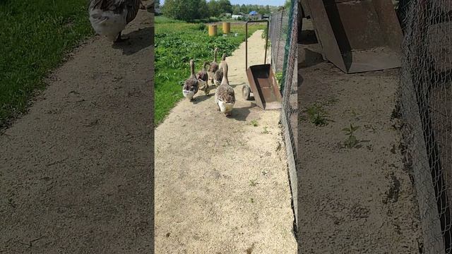 Деревенские будни. Рыжий кот Фокс 🐱 гусиные ясельки 🪿