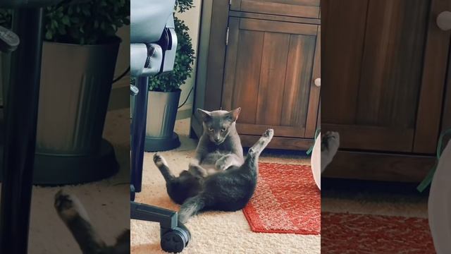 Котики