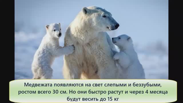 Белый медведь. Белый медведь самый большой сухопутный хищник на Земле.