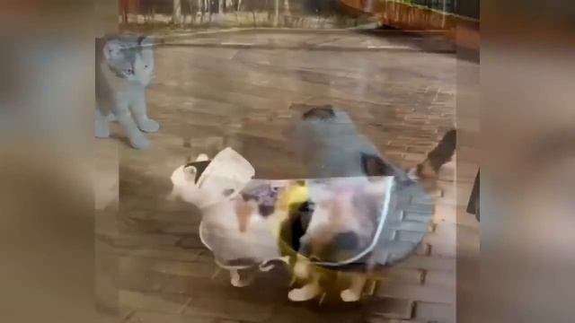 Забавные животные
