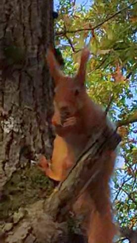 Белка в одном из парков Ельца