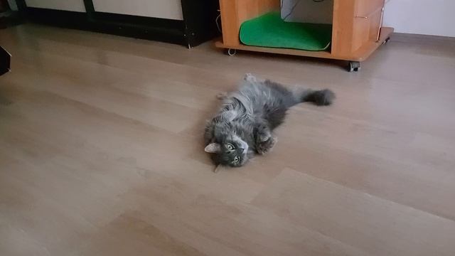 Филя отдыхает, мама ест мороженое после тренировки