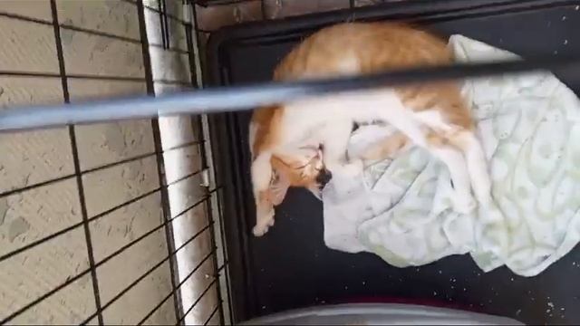 #shorts Рыжика назвали Персик 🐱❤🐱