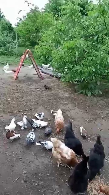 Куры и голуби
