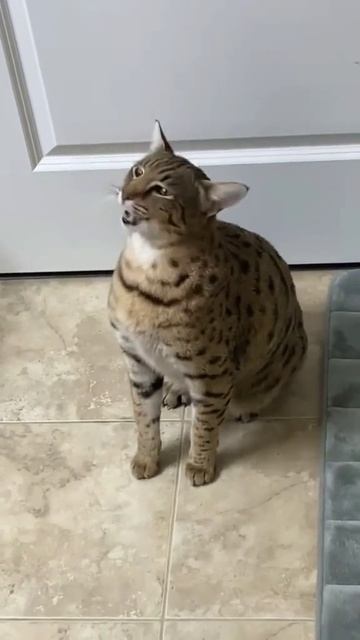 ЧИХ КОТИКА