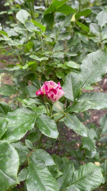 Роза спрей Флеш Найт #цветы #garden #rose #flowers #растения