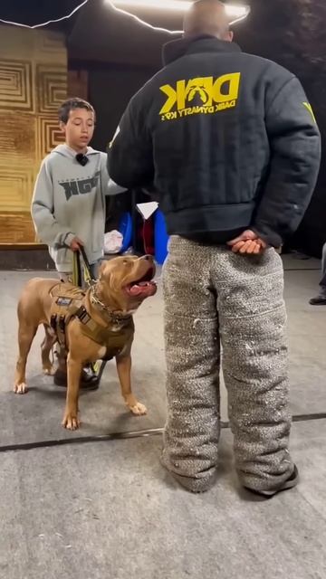 Pitbull dog are powerfull #shortsvideo