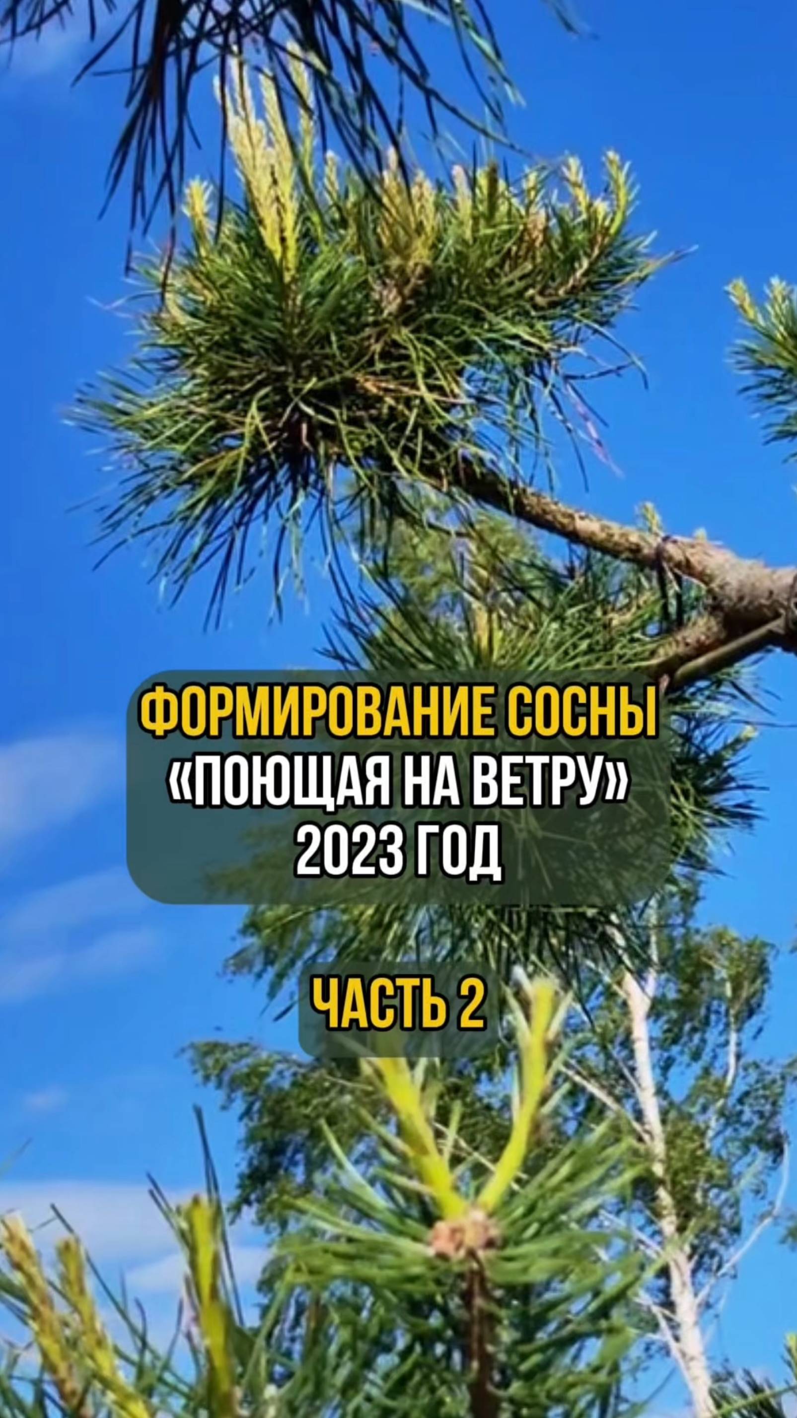 Формирование сосны "Поющая на ветру" 2023 год. Часть 2