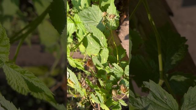 video-output-00549725-206E-4B10-A19D-1DB153C7F3A0-14.06.25