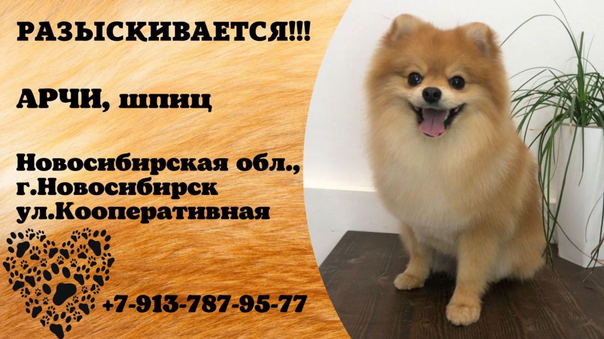 Пропала собака! АРЧИ, шпиц. Новосибирская обл., г.Новосибирск.