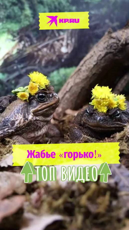 Жабье «горько!»