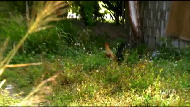 Poultry Police | Wild Nights