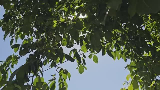 Большая ошибка Тайибы — не явиться в суд