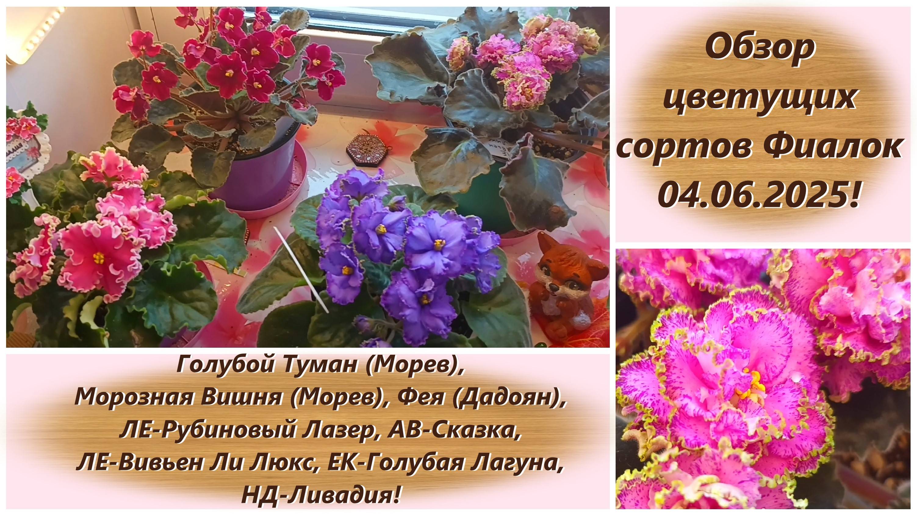Обзор цветущих сортов Фиалок 04.06.2025!