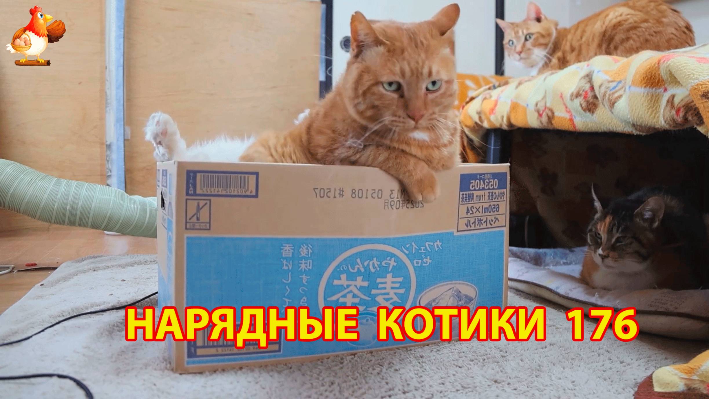 Нарядные Котики расслабляются на солнышке 🌞 🐈🐈🐈 (176)