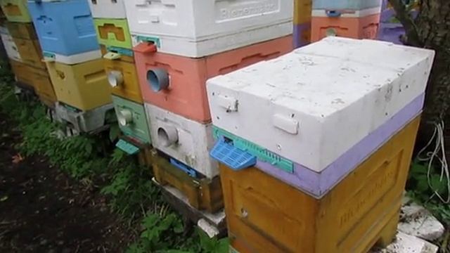 ответы на вопросы - каких маток лучше покупать на пасеку , плодных или неплодных, плюсы и минусы