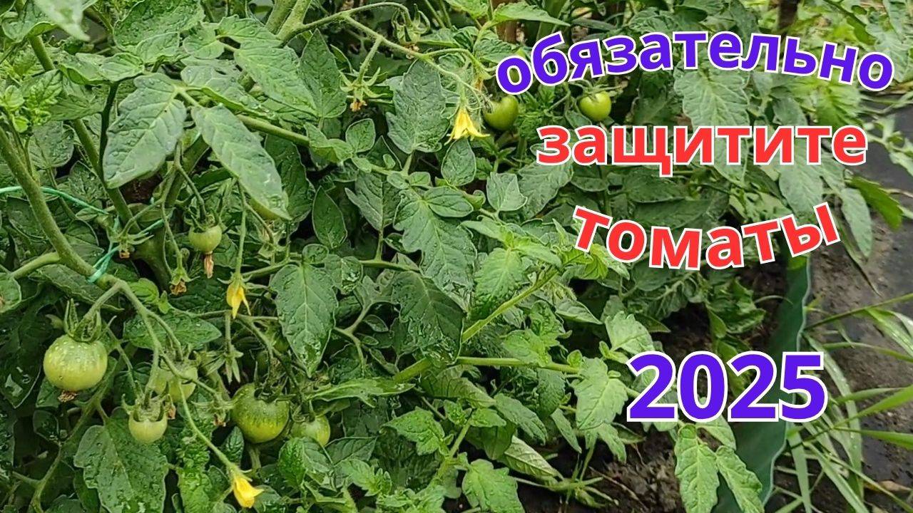Обработка томатов, перцев и баклажан, защита от болезней и вредителей.
