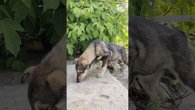 VID_20250602_114404.mp4