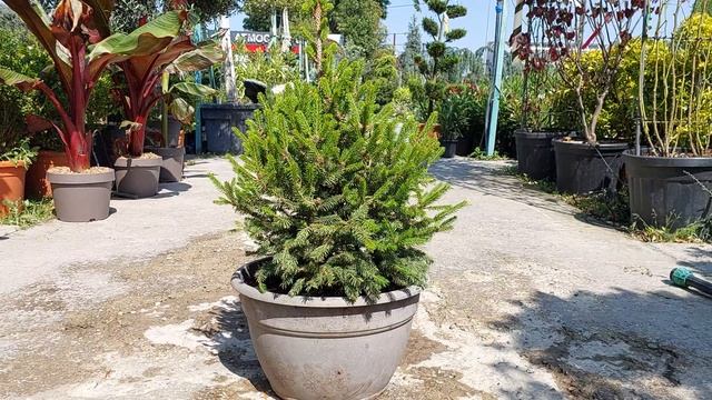 Ель ABIES WILL'S ZWERG, CLT 18