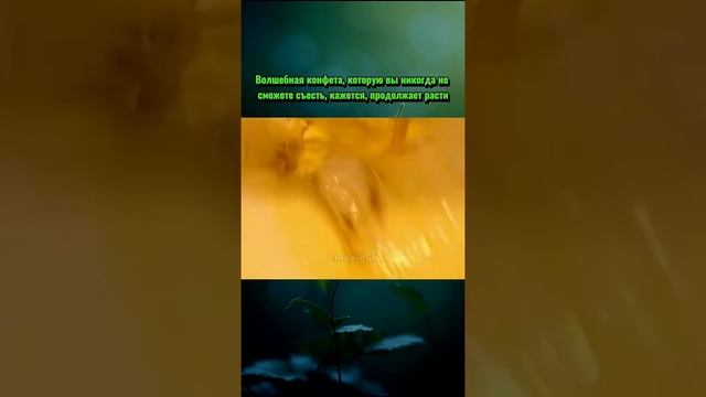 А вы это знали?