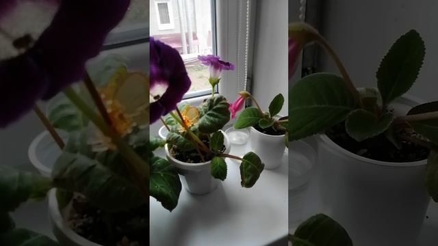 Глоксиний много 😓 не бывает 😁😁😁 Одни уже отцвели 🤣, другие в стадии бутонизации