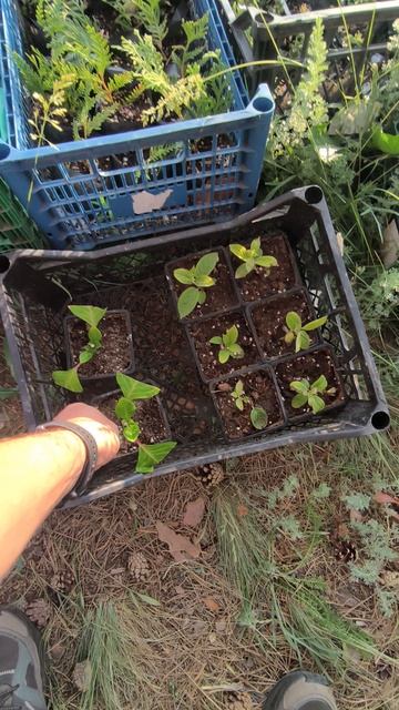Метельчатые гортензии начали укореняться 🌿