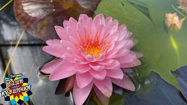 Нимфея Sriwipa (Шривипа) кувшинка, waterlily, водные растения, пруд