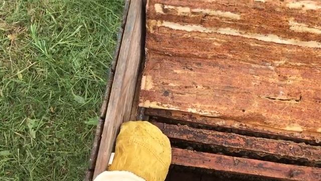 3 ИЮНЯ СМОТРИМ СЛАБЫЕ СЕМЬИ НА ПАСЕКЕ В ДЕРЕВНЕ ЧАСТЬ 2