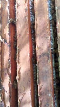 Пчелки принесли магазин майского меда.