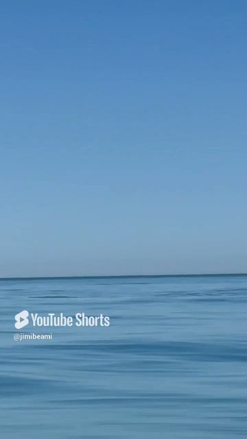 Дельфины Чёрного Моря🐟
