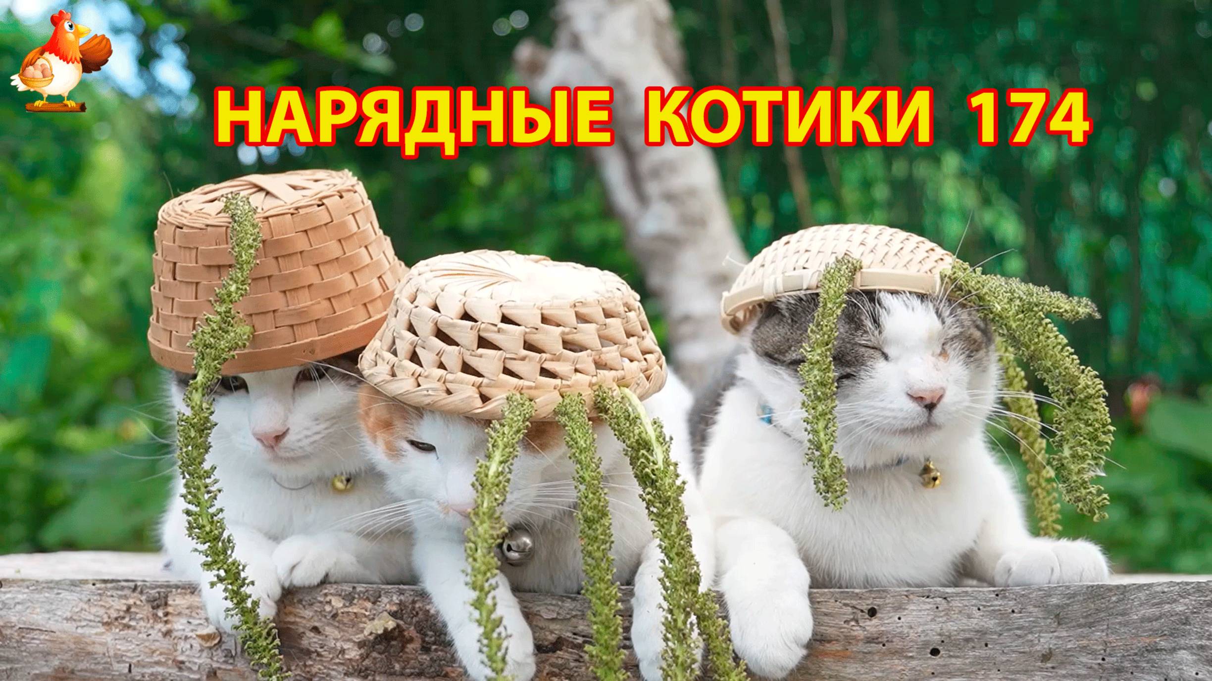 Нарядные Котики расслабляются на солнышке 🌞 🐈🐈🐈 (174)