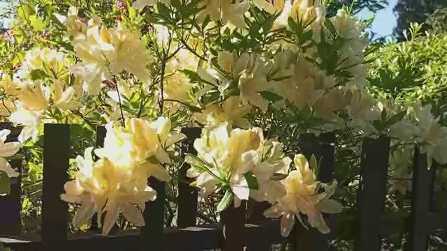 Японский сад в Ботаническом  саду г. Санкт -Петербург ...03.06.2025г.