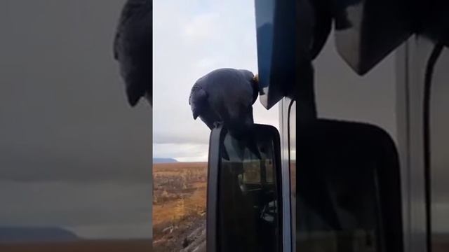 РЭКЕТ НА ТРАССЕ