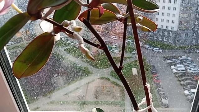 ЧЕТВЕРО ДЕТЕЙ ОРХИДЕИ СПЛИТ. РЕАНИМАШКА ИЗ ПЯТЕРОЧКИ. 💖🌺