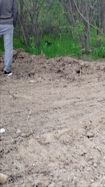 Котан