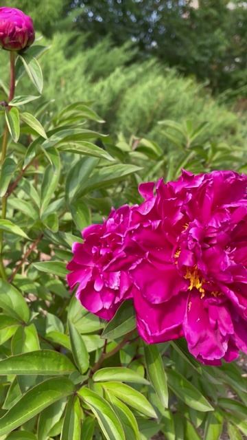 Пион Victoire de la Marne #цветы #garden #растения #flowers #природа