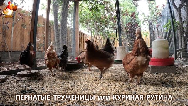 Куры несушки свободного выгула и их обычная куриная рутина – эпизод (402)