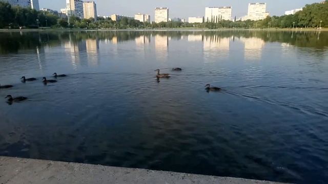 Гольяновский пруд в Москве