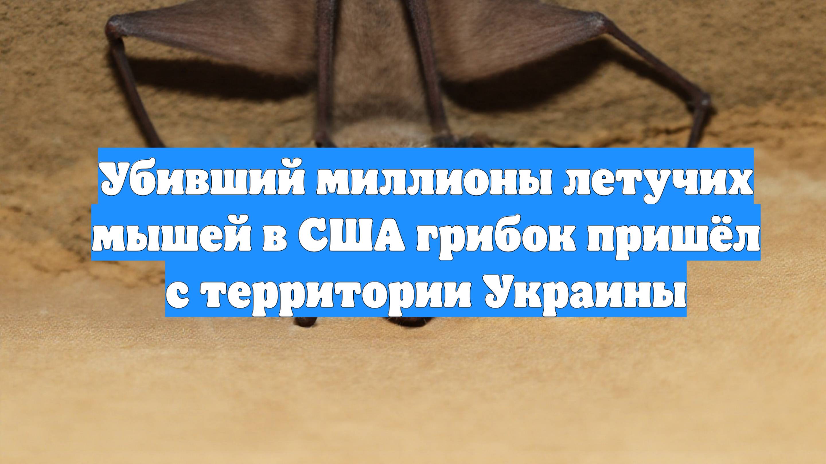 Убивший миллионы летучих мышей в США грибок пришёл с территории Украины