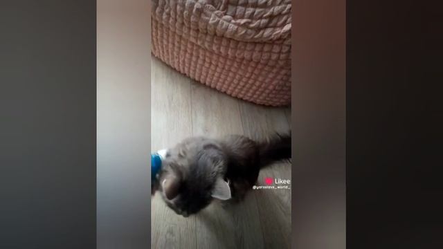 Мир Ярослава 2 часть сборник лайков ❤❤❤ ролики 2025