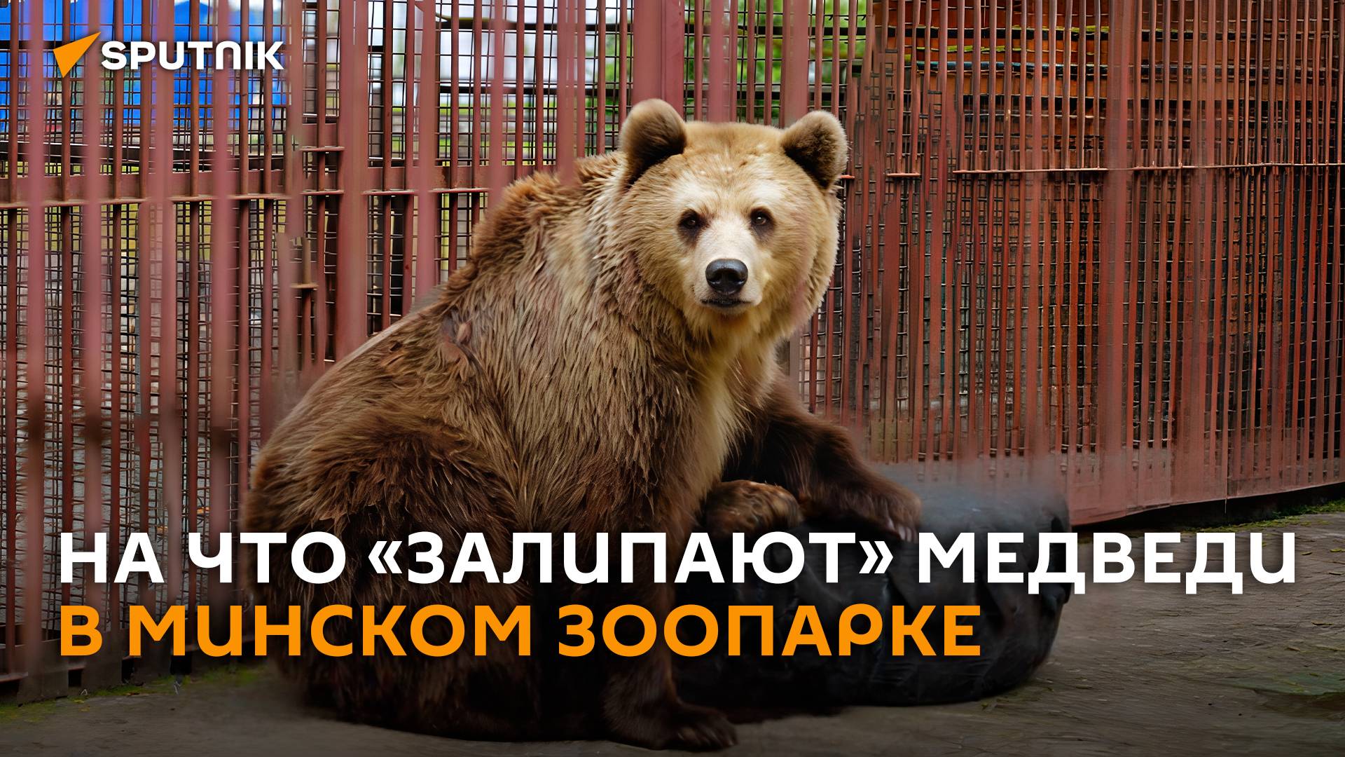 Дзен Нюры, сумрачные дикобразы и сигмабой Тристан в минском зоопарке