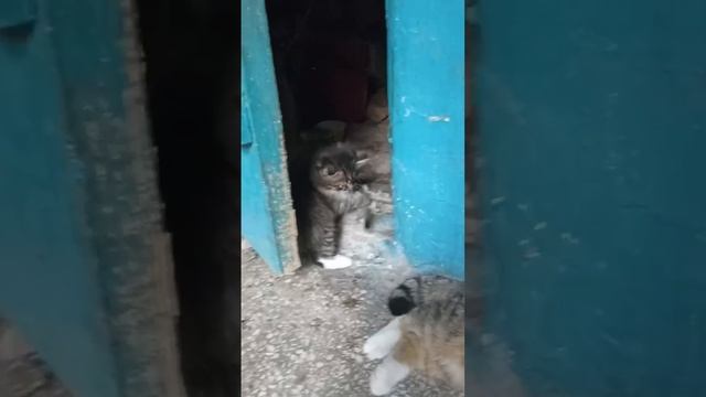 🎀Девочка🐈⬛
 Возраст до двух месяцев.
Второго котёнка забирают.
Малышка остается одна.