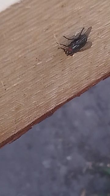 1000021061.mp4