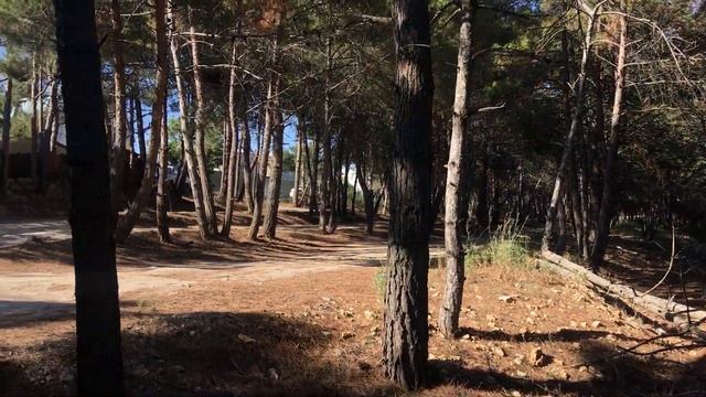 Необычный ракурс - вид на Балаклаву из леса