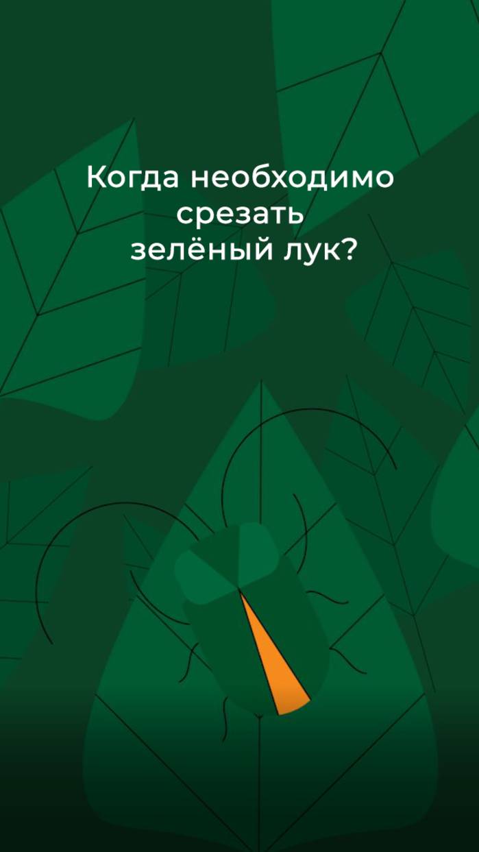 Когда необходимо срезать зелёный лук?