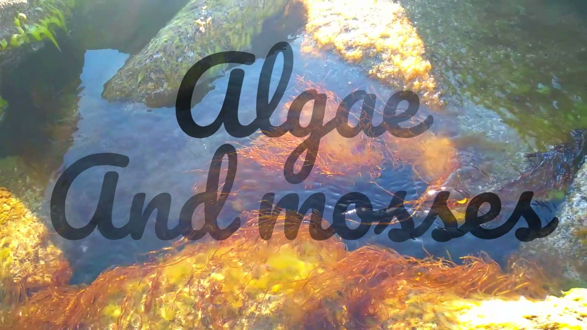 Algae and mosses