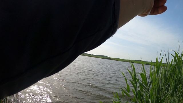 Утренний клёв карпа