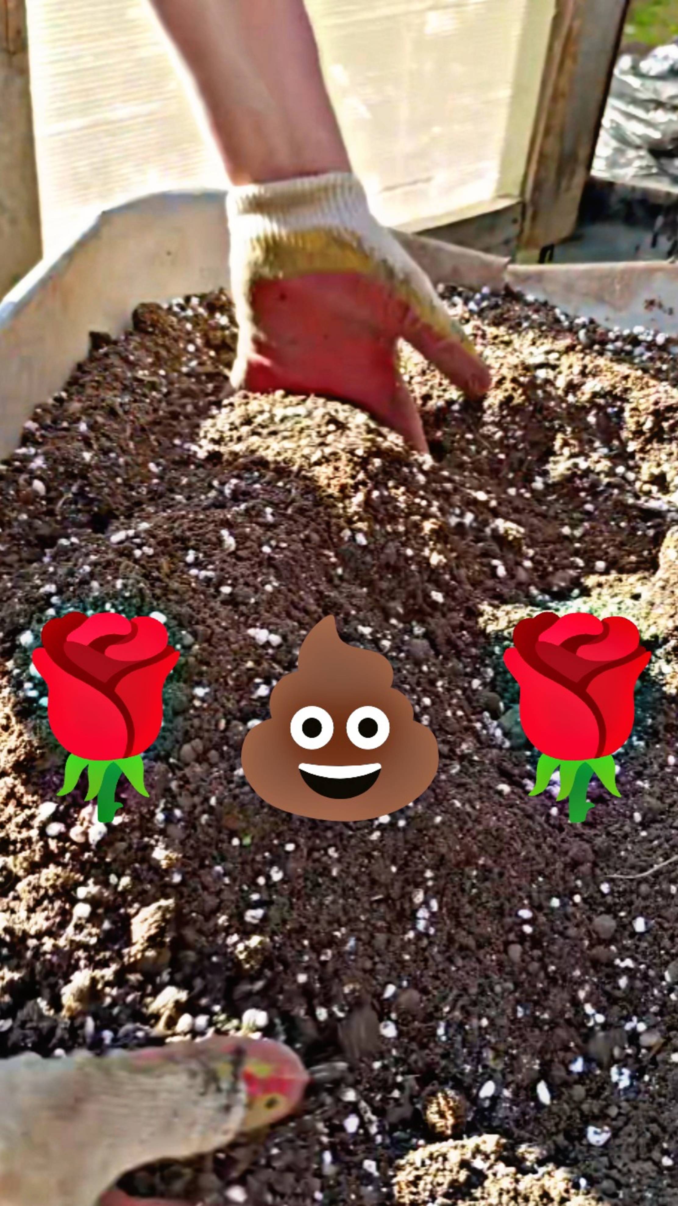 Цветочки и 💩