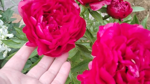 Пион Кэрол (Paeonia Carol) в нашем саду 2025